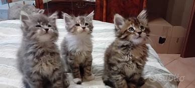 MAINE COON 2 mesi
