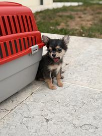 Chihuahua lilac focato