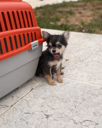 Chihuahua lilac focato