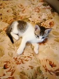 Gattini