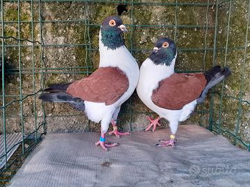 Colombi Triganini Modenesi