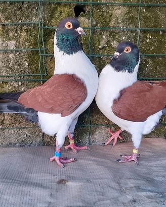 Colombi Triganini Modenesi