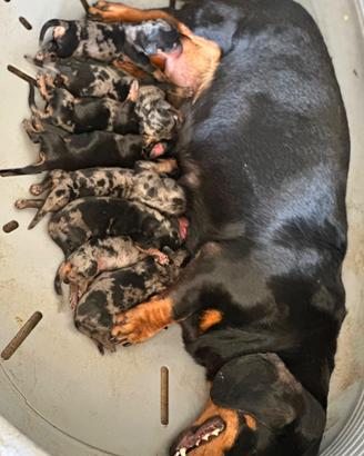 Cuccioli di bassotto