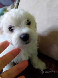 Maltipoo