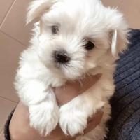 Maltese maltese
