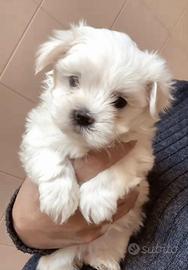 Maltese maltese