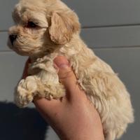 Maltipoo mini toy