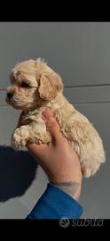 Maltipoo mini toy