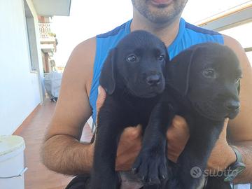 Cuccioli di Labrador