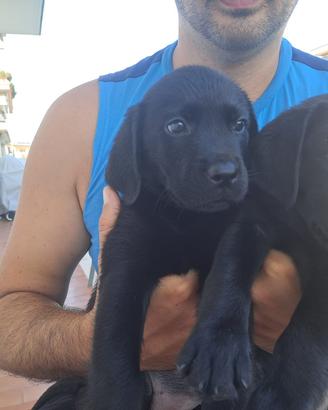 Cuccioli di Labrador