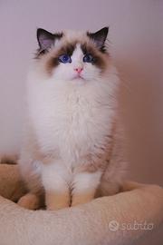 Ragdoll maschio