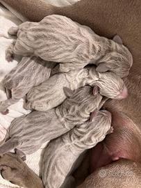 Cuccioli di Weimaraner
