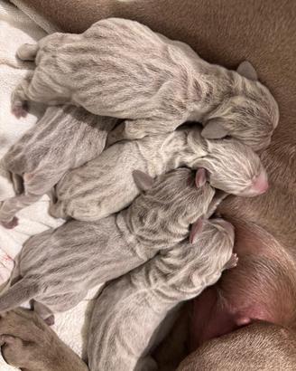 Cuccioli di Weimaraner