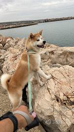 Akita inu 7 mesi