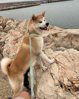 Akita inu 7 mesi