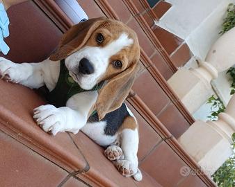 Cucciolo di beagle