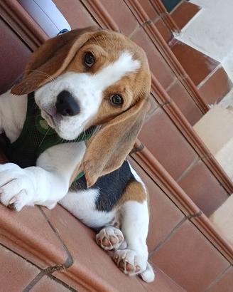 Cucciolo di beagle