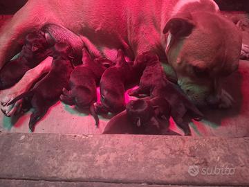 Cuccioli di staffordshire bull terrier 