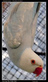 Parrocchetto dal collare