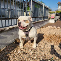 Dono Bulldog americano