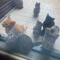 11 gattini disponibili in adozione (2-4 mesi)