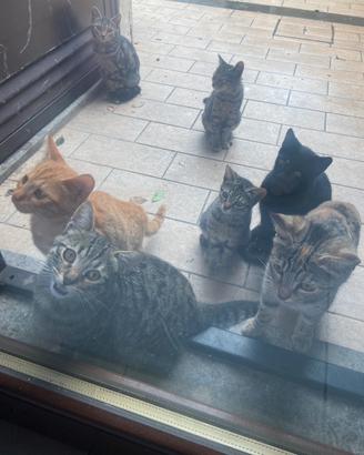 11 gattini disponibili in adozione (2-4 mesi)