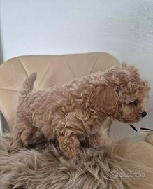 maltipoo toy