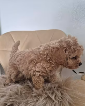 maltipoo toy