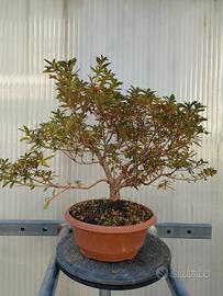 azalea satsuki pre bonsai 