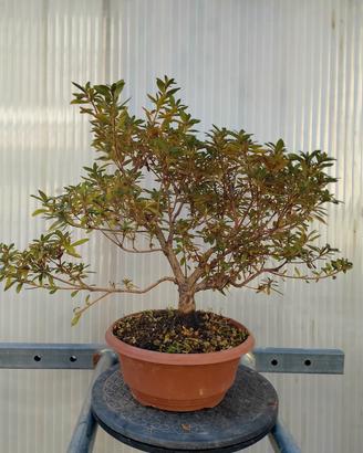 azalea satsuki pre bonsai 