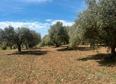 Uliveto di 47 piante