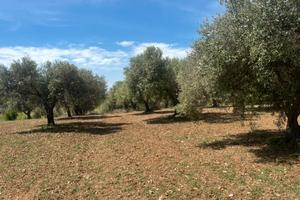 Uliveto di 47 piante