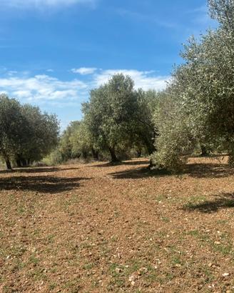 Uliveto di 47 piante