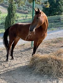 Cavalla
