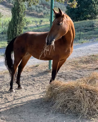 Cavalla