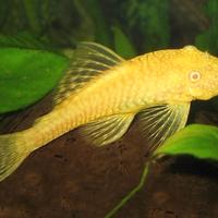Ancistrus albino gold e marrone