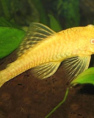 Ancistrus albino gold e marrone