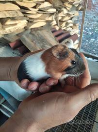 animali