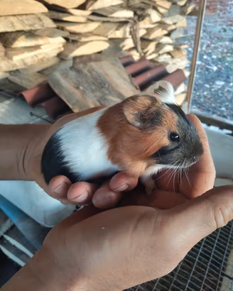 animali