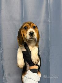 Due cuccioli maschi di Beagle