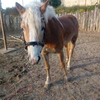 Cavalla Haflinger