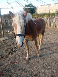 Cavalla Haflinger