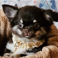 Chihuahua cucciolo