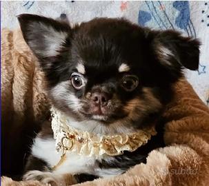 Chihuahua cucciolo