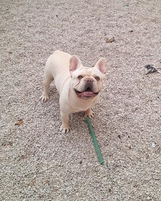 Bouldogue francese esotico