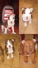 Cuccioli di pitbull