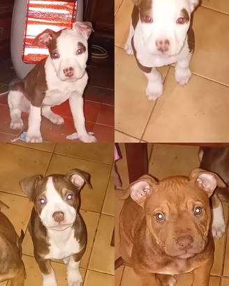 Cuccioli di pitbull