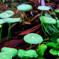 Hydrocotyle