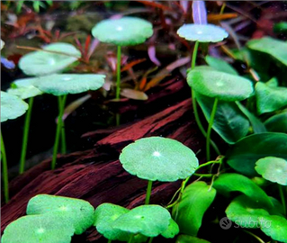 Hydrocotyle