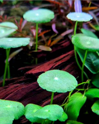 Hydrocotyle